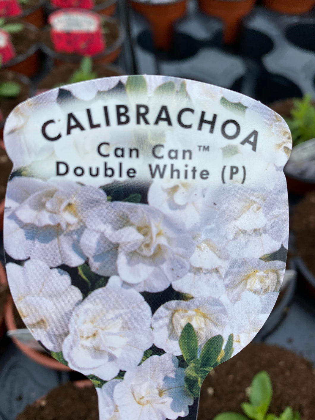 Calibrachoa (Million Bells) ‘Double White’