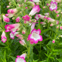 Load image into Gallery viewer, Penstemon Laura
