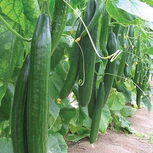 Cucumber plant