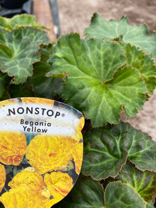 Non Stop Begonia Yellow - POT