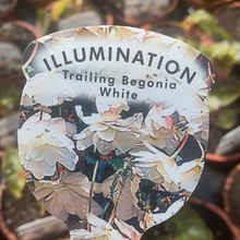 Load image into Gallery viewer, White Trailing Begonia - POT
