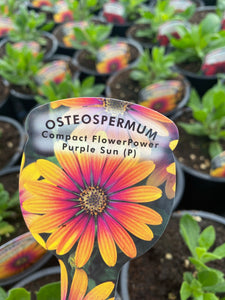 Osteospermum ‘Flower Power Purple Sun’