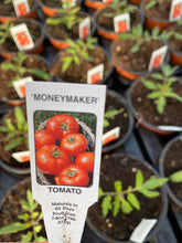 Load image into Gallery viewer, Tomato Plant ‘Money Maker’
