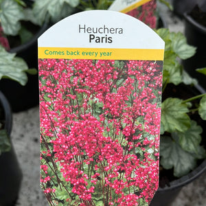 Heuchera Paris