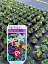 Load image into Gallery viewer, Aquilegia Winky Mix
