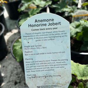 Anemone Honorine Jobert