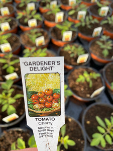 Tomato Plant ‘Gardeners Delight’