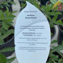 Load image into Gallery viewer, Verbena Bonariensis
