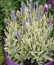 Load image into Gallery viewer, Lavender Platinum Blond
