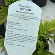 Load image into Gallery viewer, Dryopteris “Autumn” Fern
