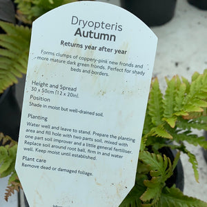 Dryopteris “Autumn” Fern