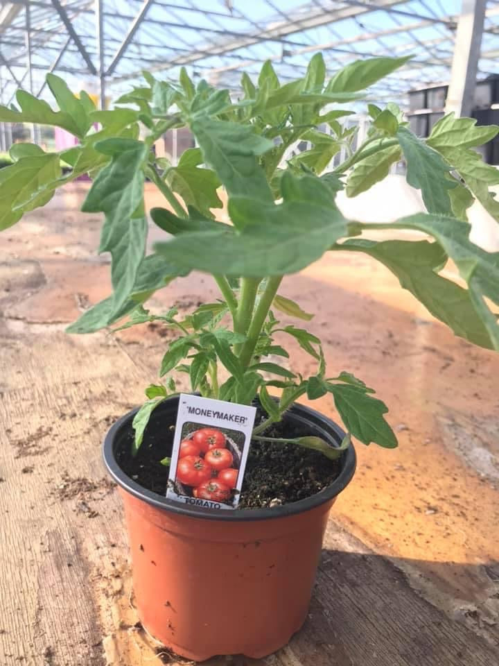 Tomato Plant ‘Money Maker’