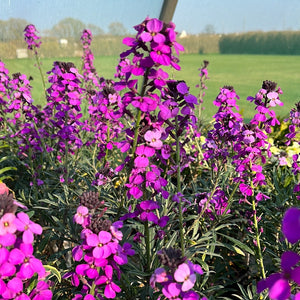 Erysimum Bowles Mauve (Wallflower)