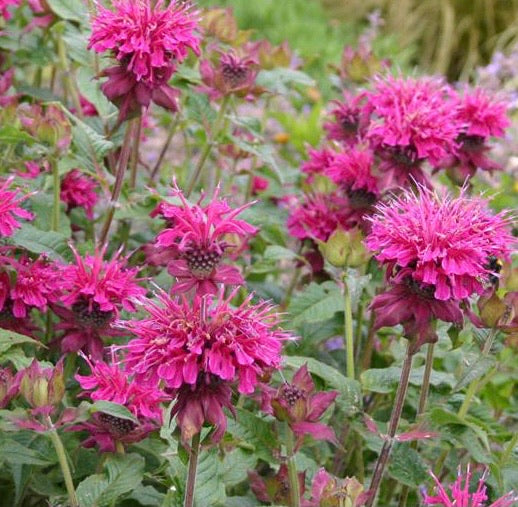 Bergamot 'Loddon Crown'