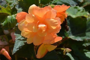Apricot Trailing Begonia - POT