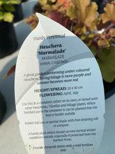 Load image into Gallery viewer, Heuchera Marmalade

