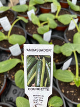 Load image into Gallery viewer, Courgette Plant
