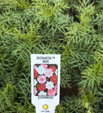 Load image into Gallery viewer, Cosmos ‘Sonata Mix’
