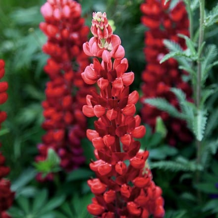 Red Lupin