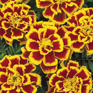 Durango Bee French Marigold