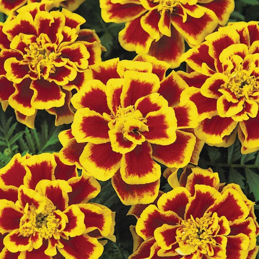 Durango Bee French Marigold