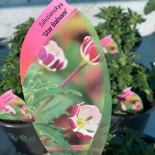 Load image into Gallery viewer, Zaluzianskya ‘Star Balsam’
