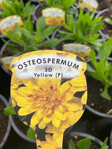 Osteospermum ‘3D Yellow’