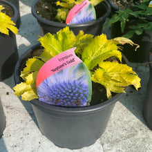 Load image into Gallery viewer, Eryngium “Neptune’s Gold”
