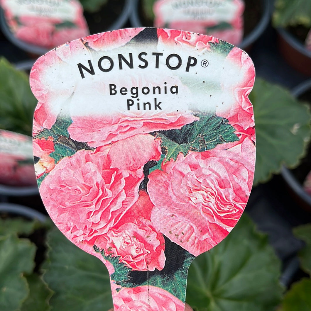 Non Stop Begonia Pink - pot