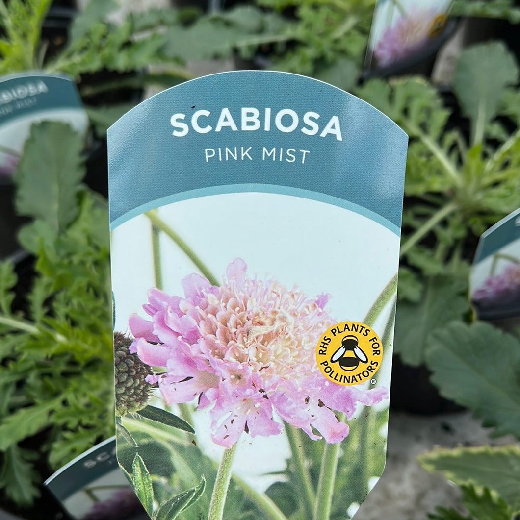 Scabiosa Pink Mist