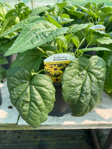 Rudbeckia Goldstrum