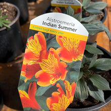 Load image into Gallery viewer, Alstroemeria Indian Summer
