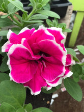 Load image into Gallery viewer, Tumbelina - Double Trailing Petunia ‘Anna’
