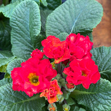 Load image into Gallery viewer, Primlet - Double Primrose
