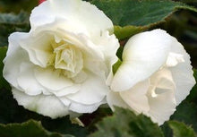 Load image into Gallery viewer, Non Stop Begonia Fortune White - POT
