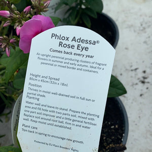 Phlox Adessa Rose Eye