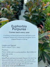 Load image into Gallery viewer, Euphorbia Purpurea
