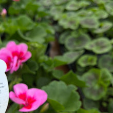 Load image into Gallery viewer, Geranium ’Smokey Eye Pink’
