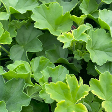 Load image into Gallery viewer, Geranium Marcada ‘Magenta’

