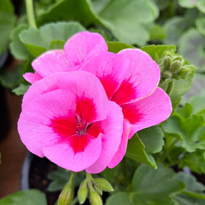 Geranium ’Smokey Eye Pink’