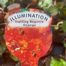 Load image into Gallery viewer, Orange Trailing Begonia - POT
