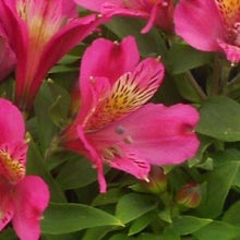 Load image into Gallery viewer, Alstroemeria Inca 'Goal'
