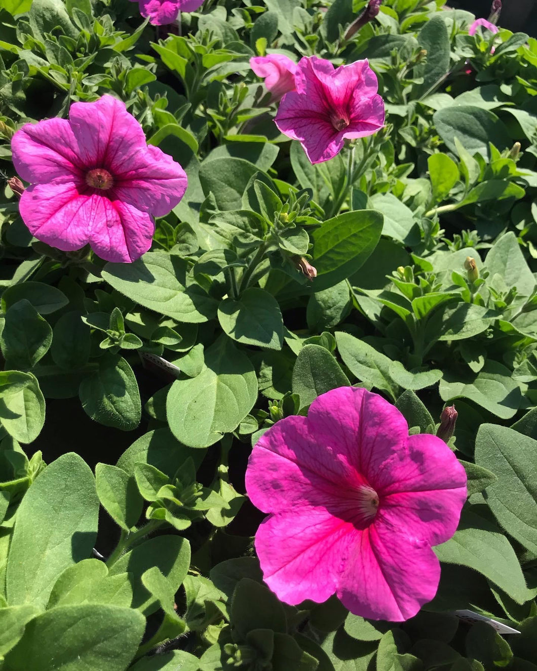 Wave Trailing Petunia ‘Bubblegum’