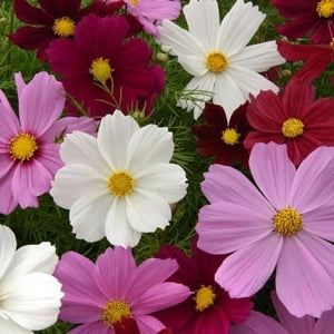 Cosmos ‘Sonata Mix’